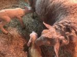 六甲山牧場で今年の子羊出産第一号が誕生「スマイルちゃん」