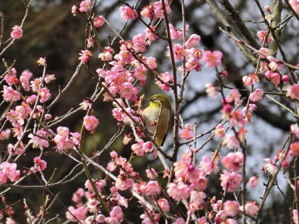 須磨離宮公園のウメ