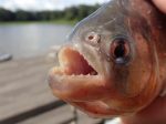 ピラニア水槽のお掃除体験