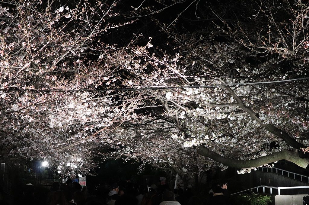 王子動物園夜桜