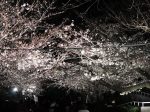 王子動物園夜桜