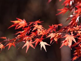 ‘須磨離宮公園’「第16回　もみじ観賞会」を開催