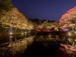 ライトアップされた紅葉とアートを楽しむ 六甲高山植物園