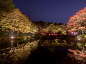 ライトアップされた紅葉とアートを楽しむ 六甲高山植物園