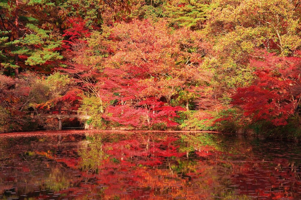 森林植物園の紅葉