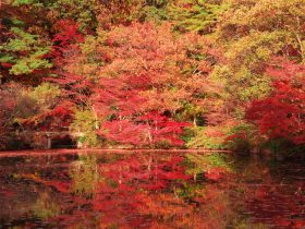 森林植物園の紅葉