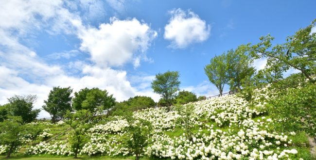 「あじさいフェスタ」