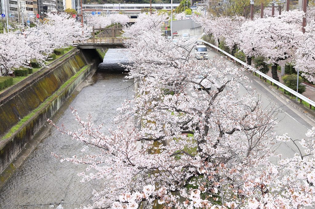 生田川の桜