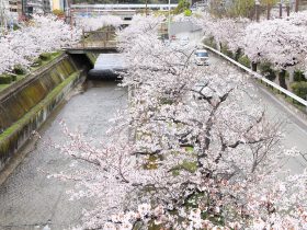 生田川の桜