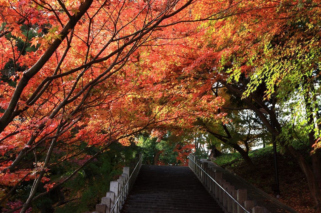 奥須磨公園の紅葉