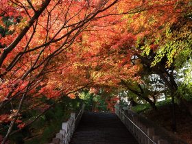 奥須磨公園の紅葉