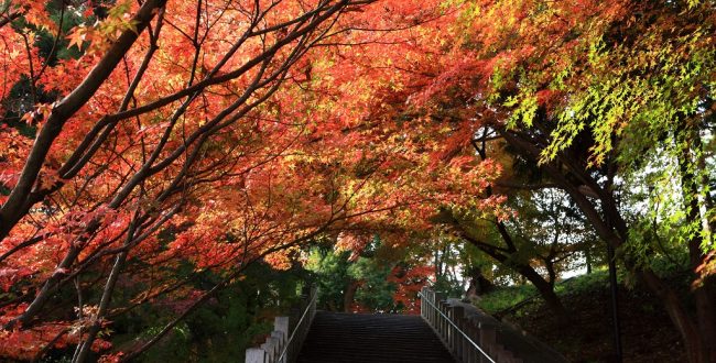 奥須磨公園の紅葉