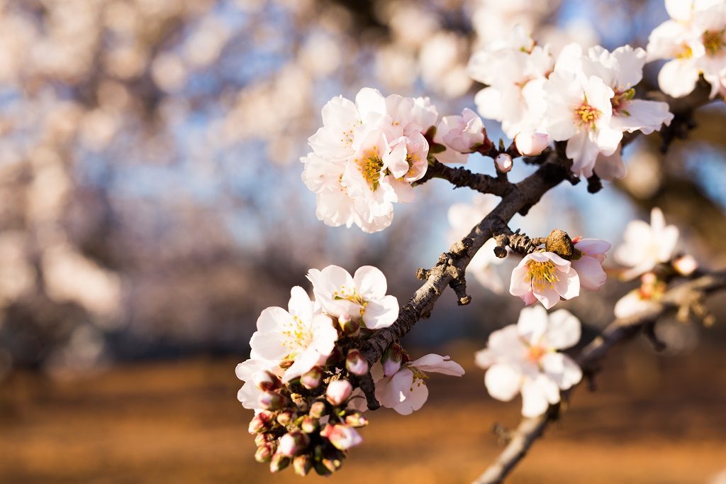 アーモンドの花