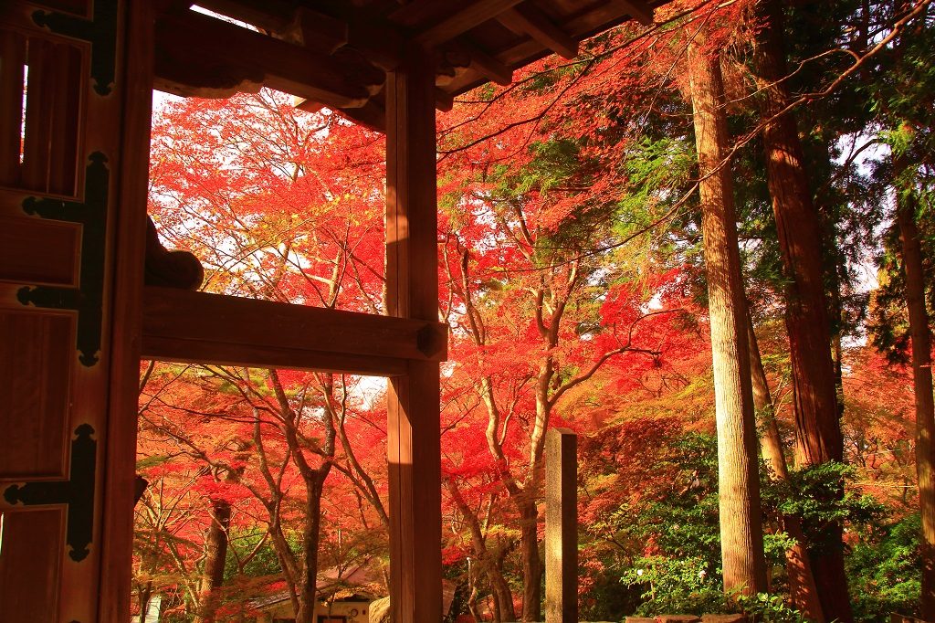 瑞光寺公園の紅葉